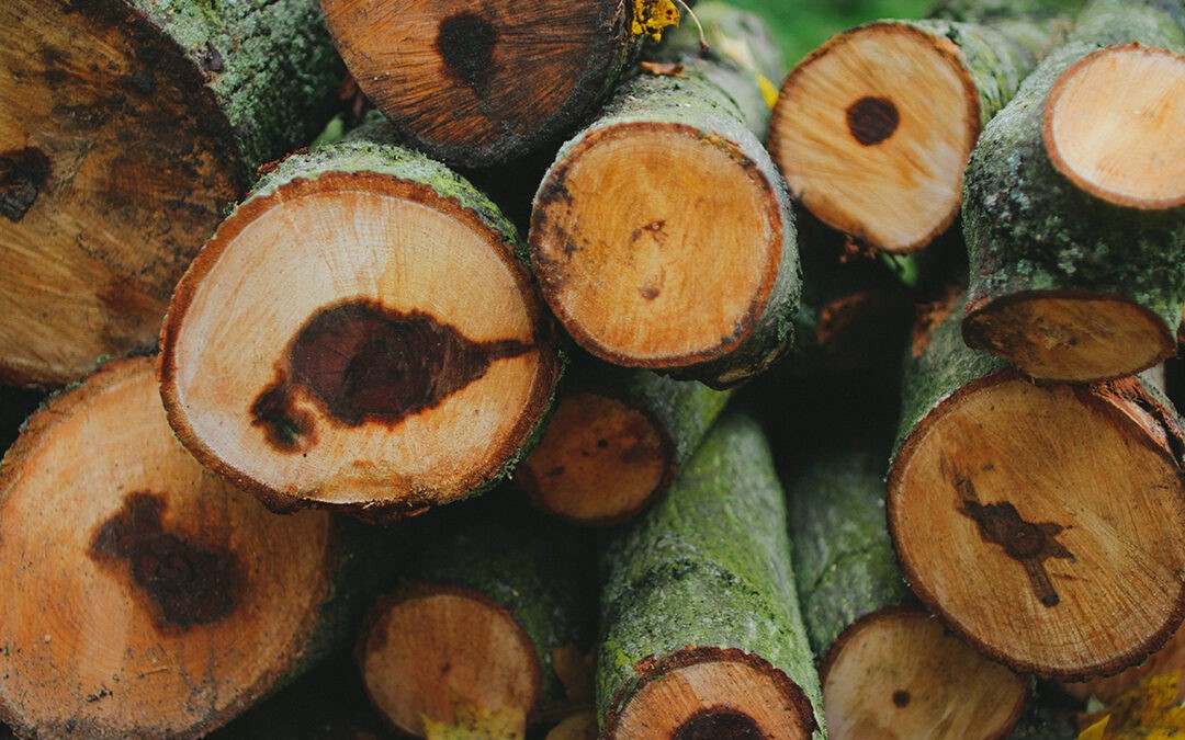 Los materiales de construcción como la madera contribuyen a la taxonomía verde.